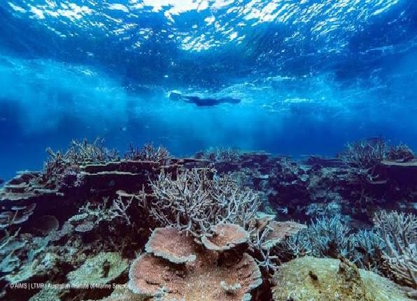 Australian Institute of Marine Science released its 2025/26 Long-Term Monitoring Program Annual Summary Report